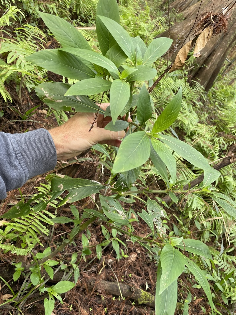 Hygrophila costata