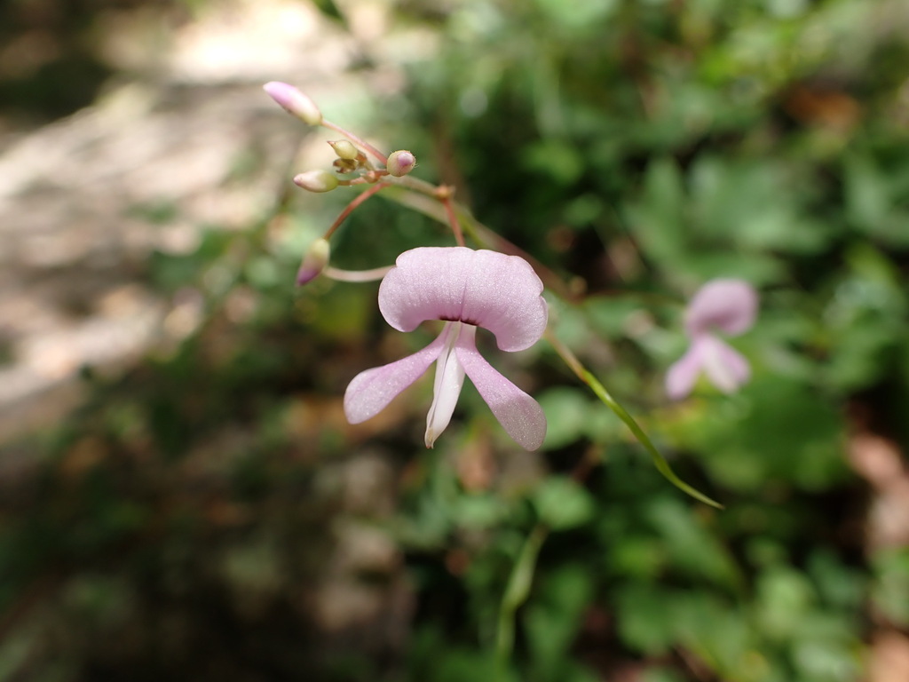 Hylodesmum nudiflorum