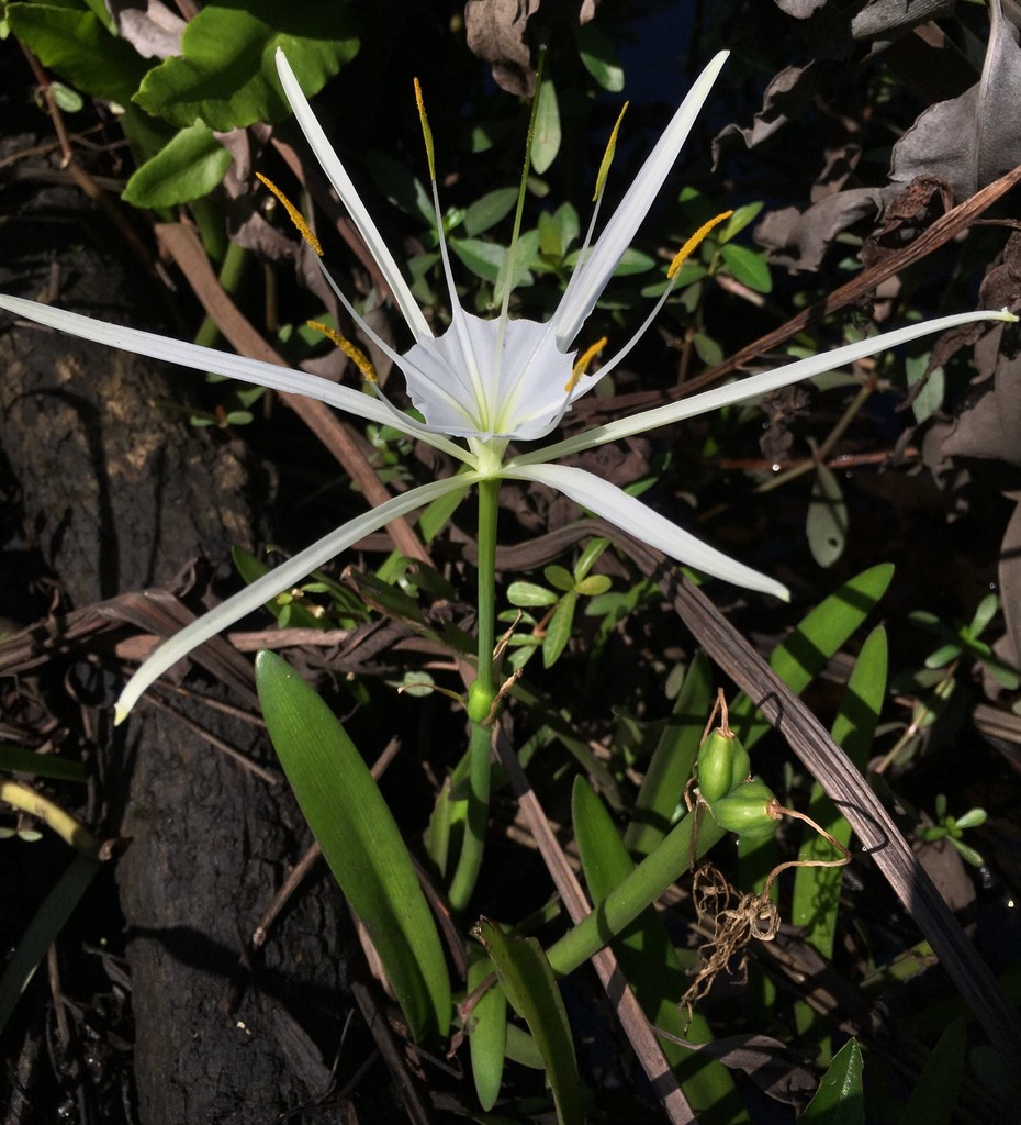 Hymenocallis crassifolia