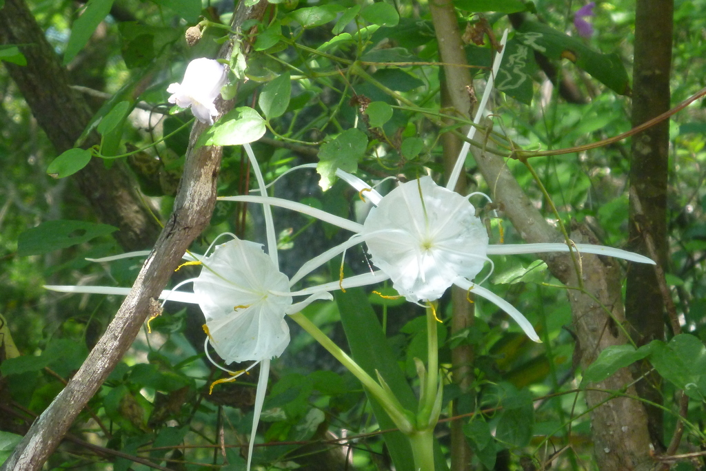 Hymenocallis franklinensis