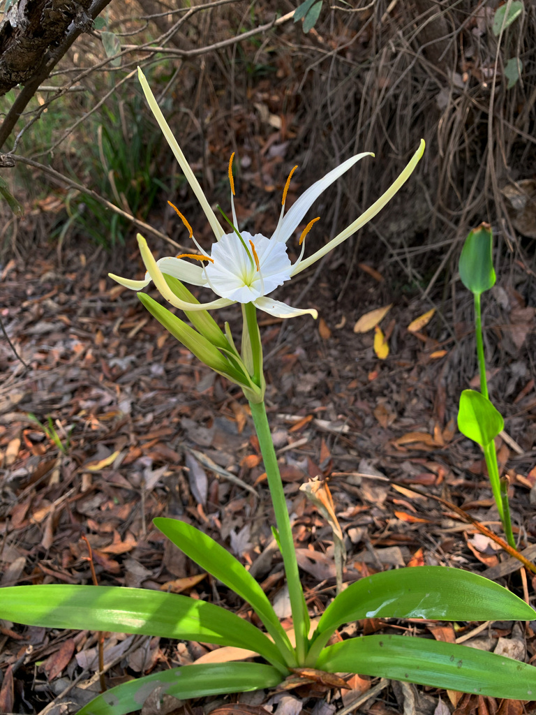 Hymenocallis gholsonii