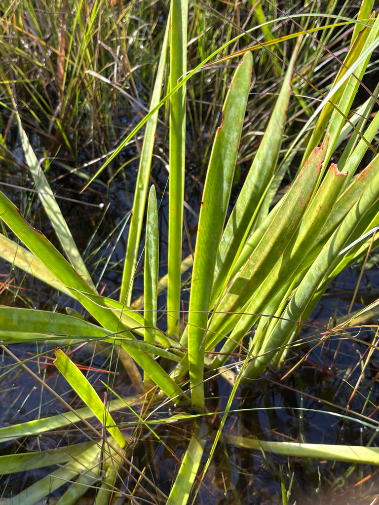 Hymenocallis henryae var. henryae