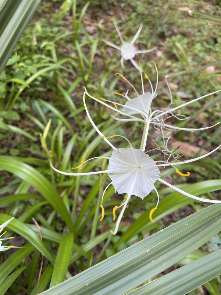 Hymenocallis occidentalis