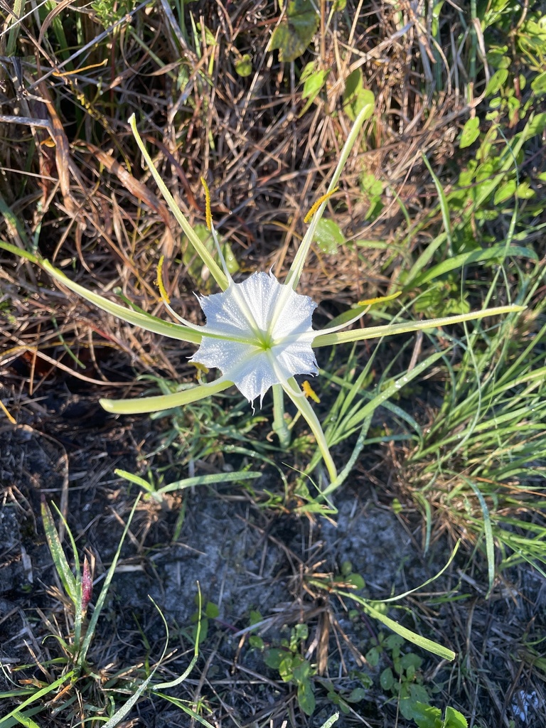 Hymenocallis palmeri