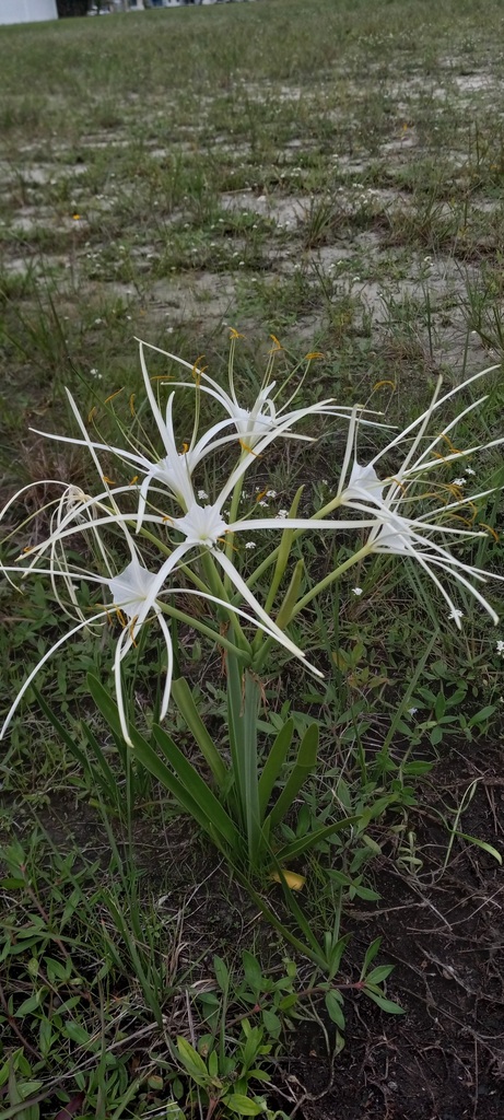 Hymenocallis puntagordensis