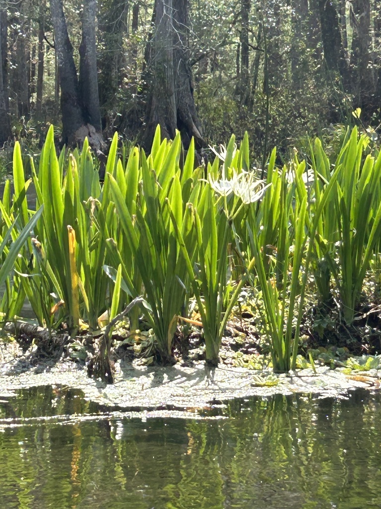 Hymenocallis rotata