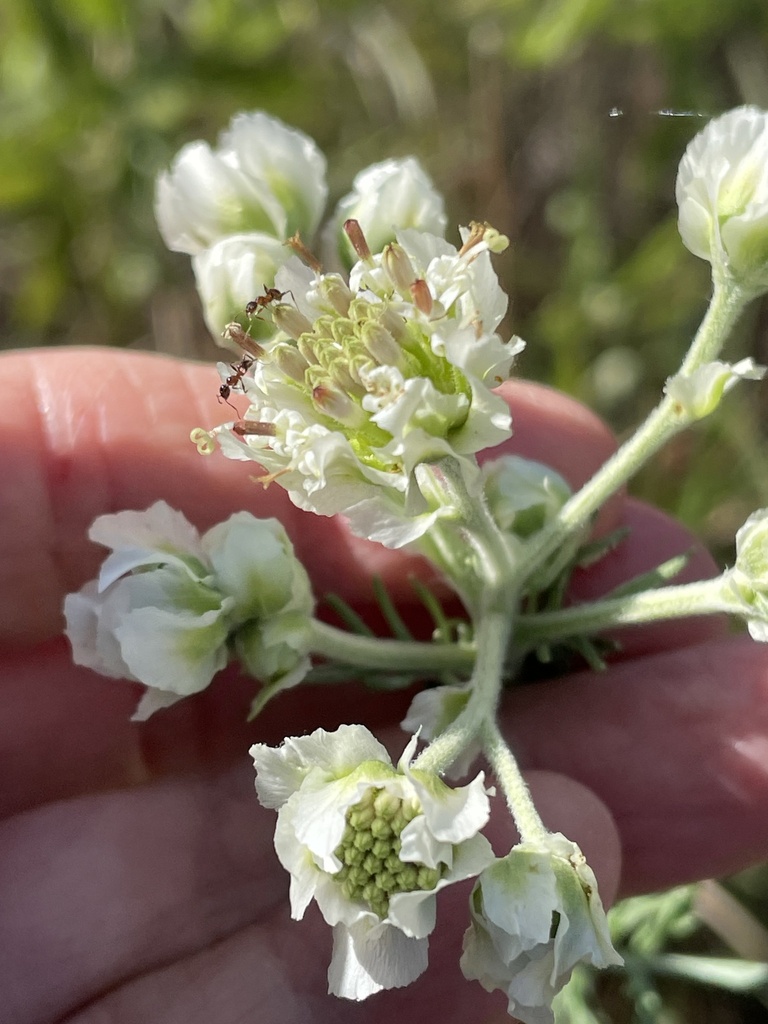 Hymenopappus scabiosaeus
