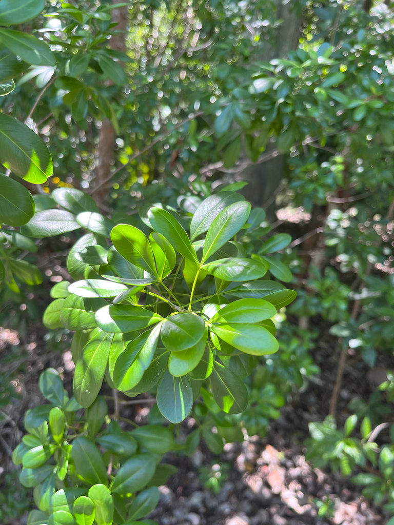 Hypelate trifoliata