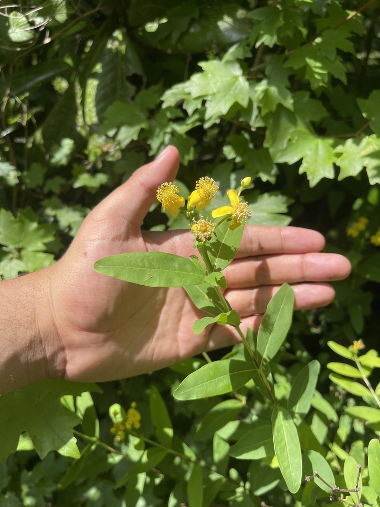 Hypericum apocynifolium