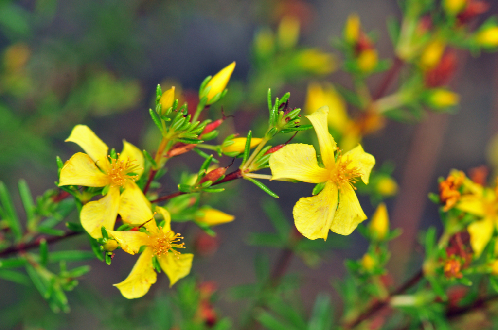 Hypericum brachyphyllum