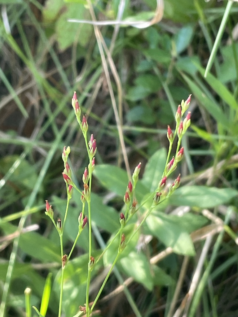 Hypericum canadense