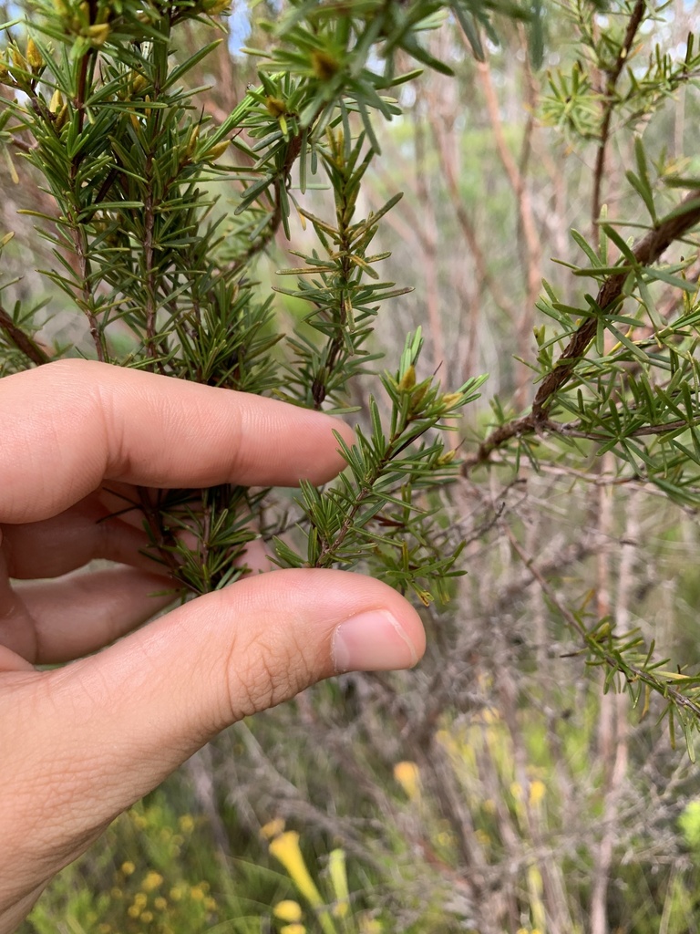 Hypericum chapmanii