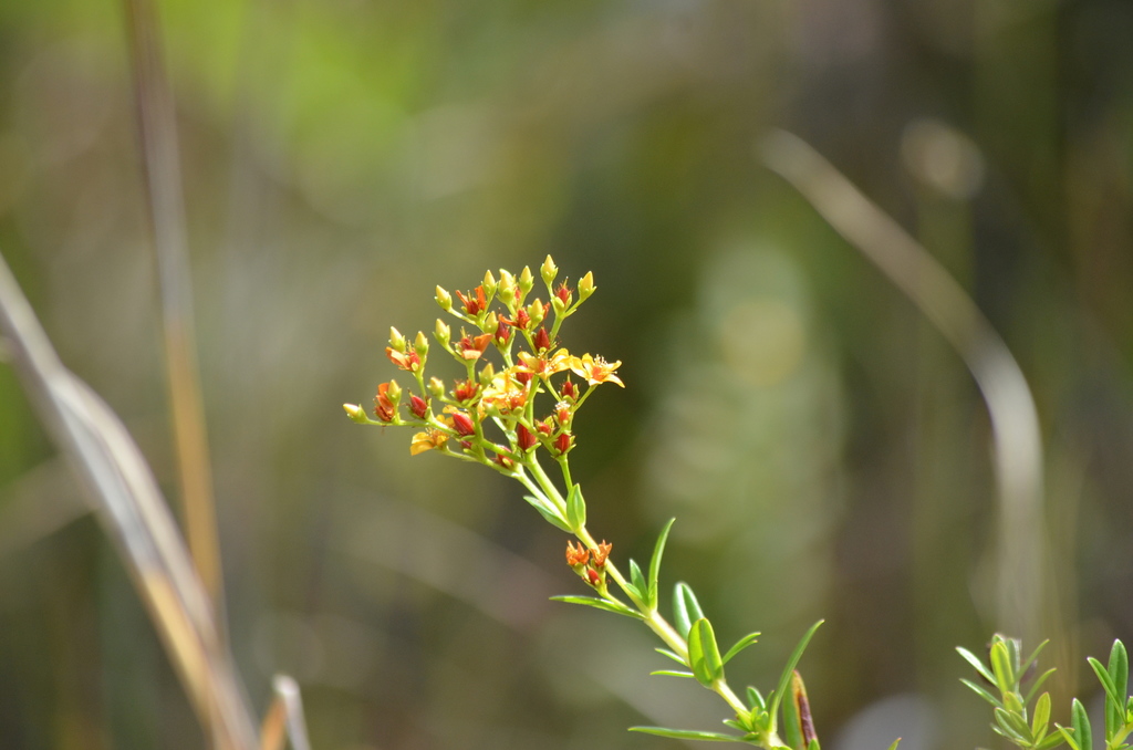 Hypericum cistifolium