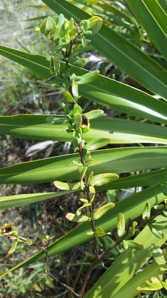 Hypericum crux-andreae