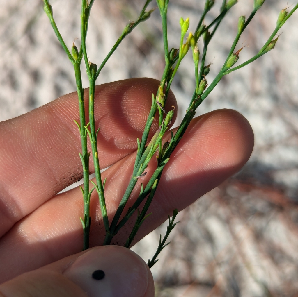 Hypericum cumulicola