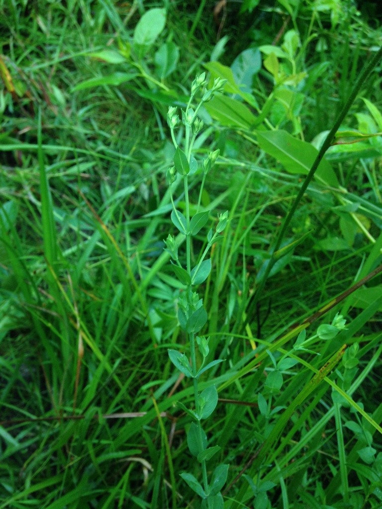 Hypericum denticulatum