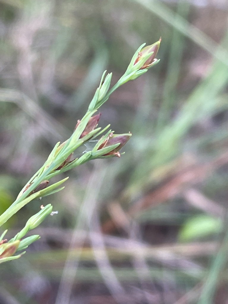 Hypericum drummondii