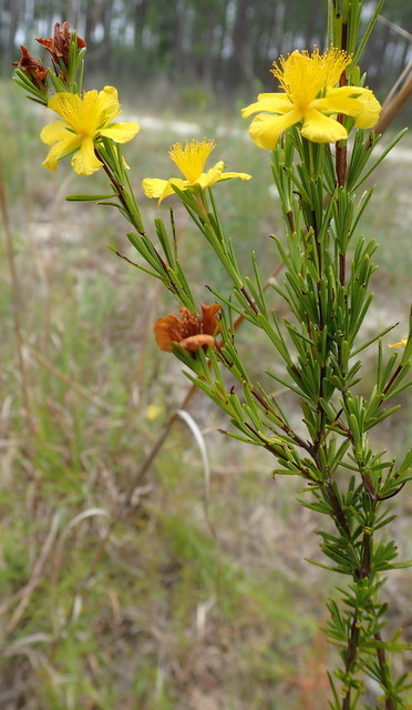 Hypericum exile