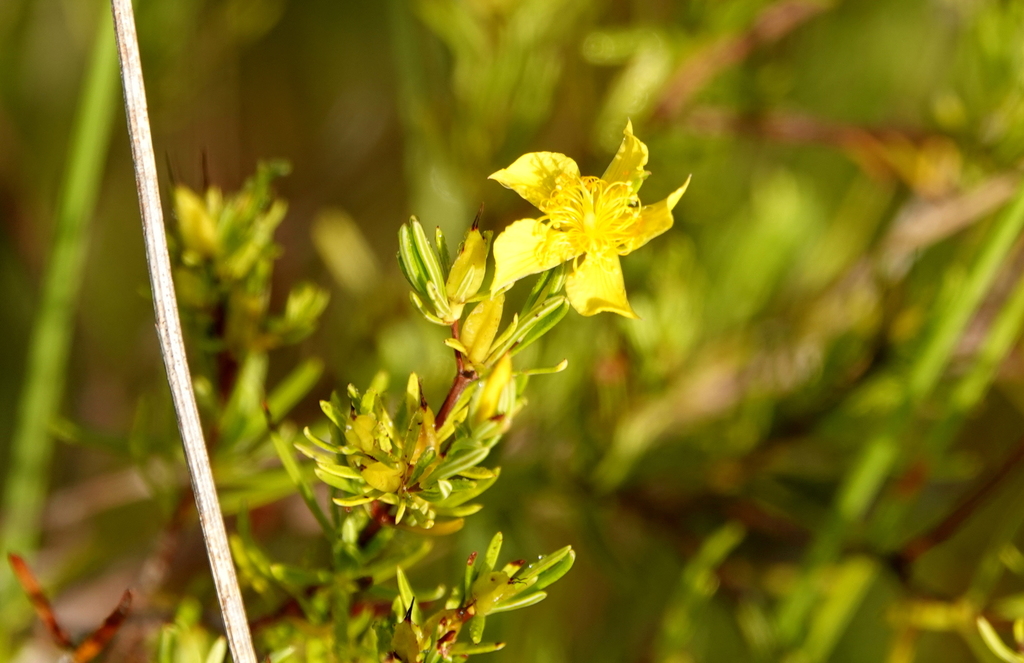 Hypericum fasciculatum