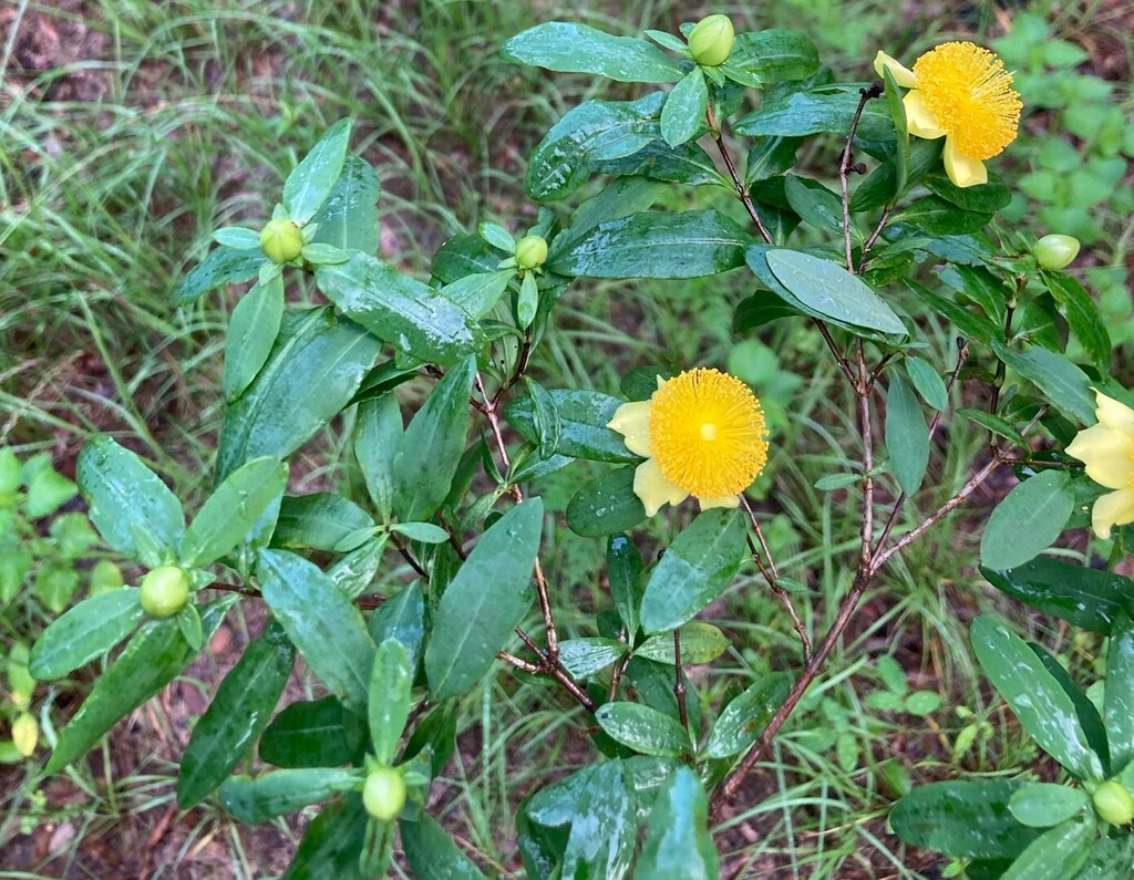 Hypericum frondosum
