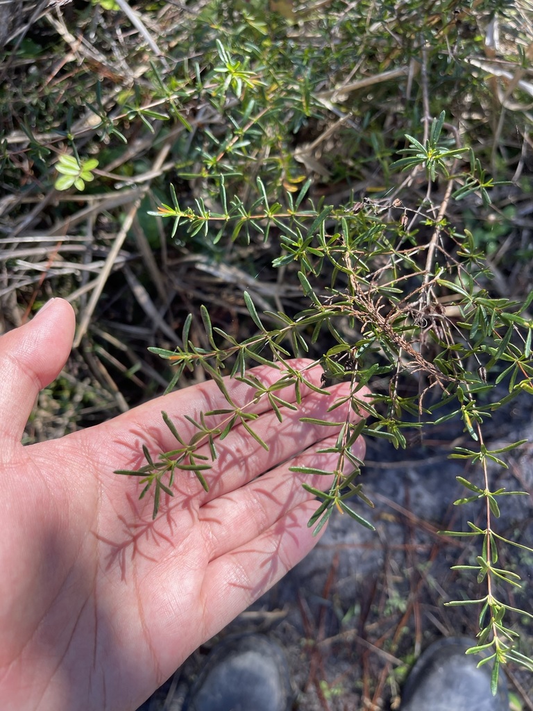 Hypericum galioides