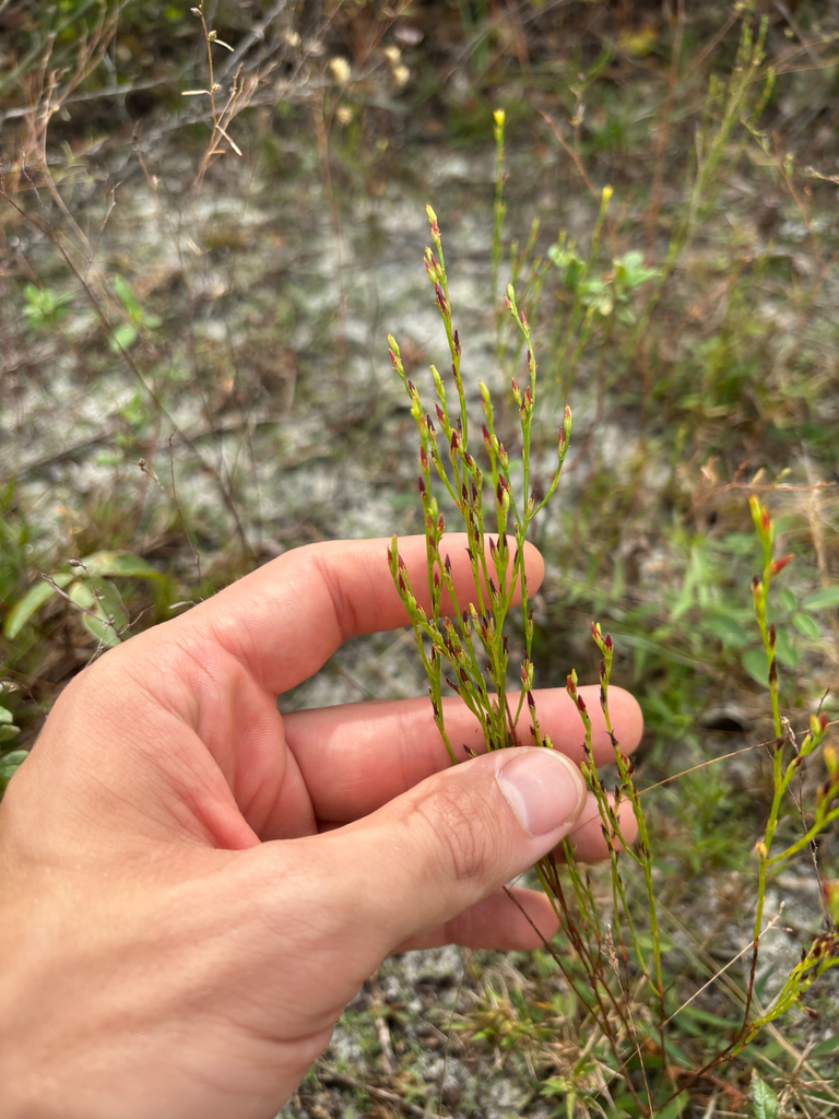 Hypericum gentianoides