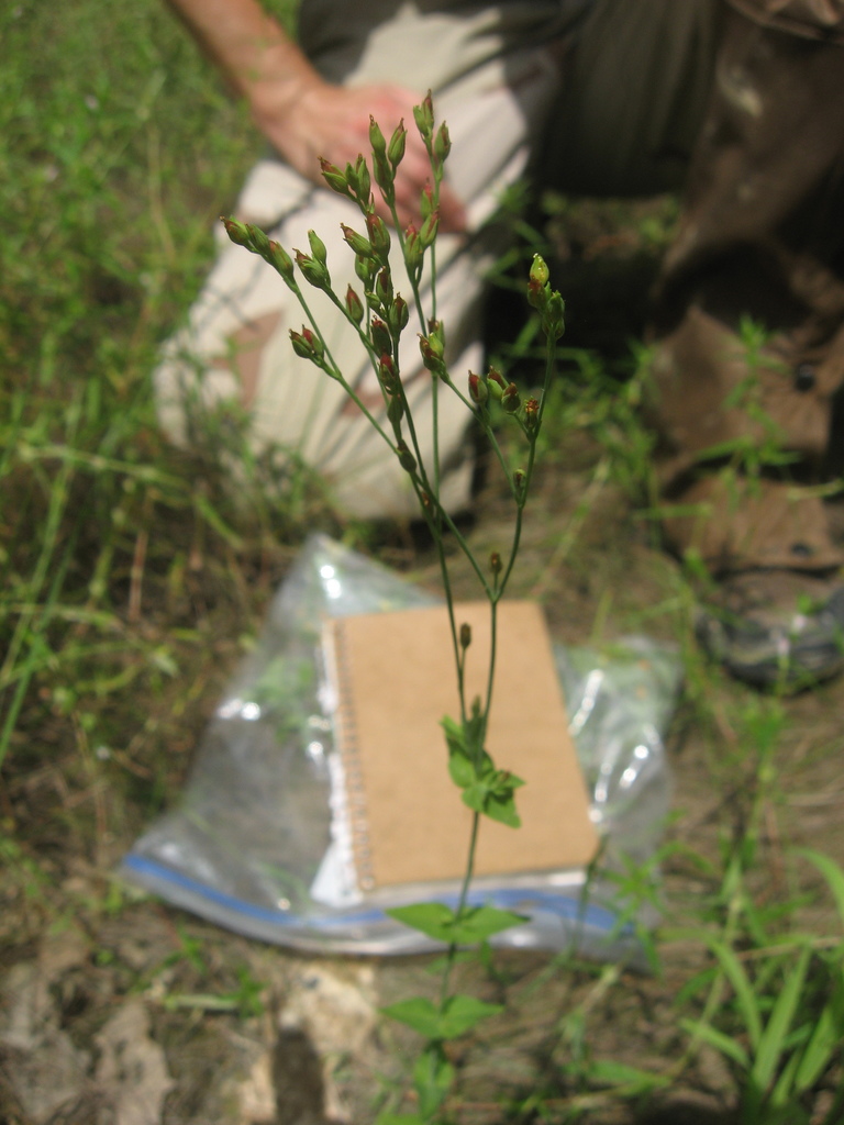 Hypericum gymnanthum