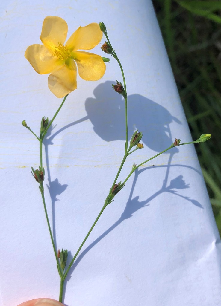 Hypericum harperi