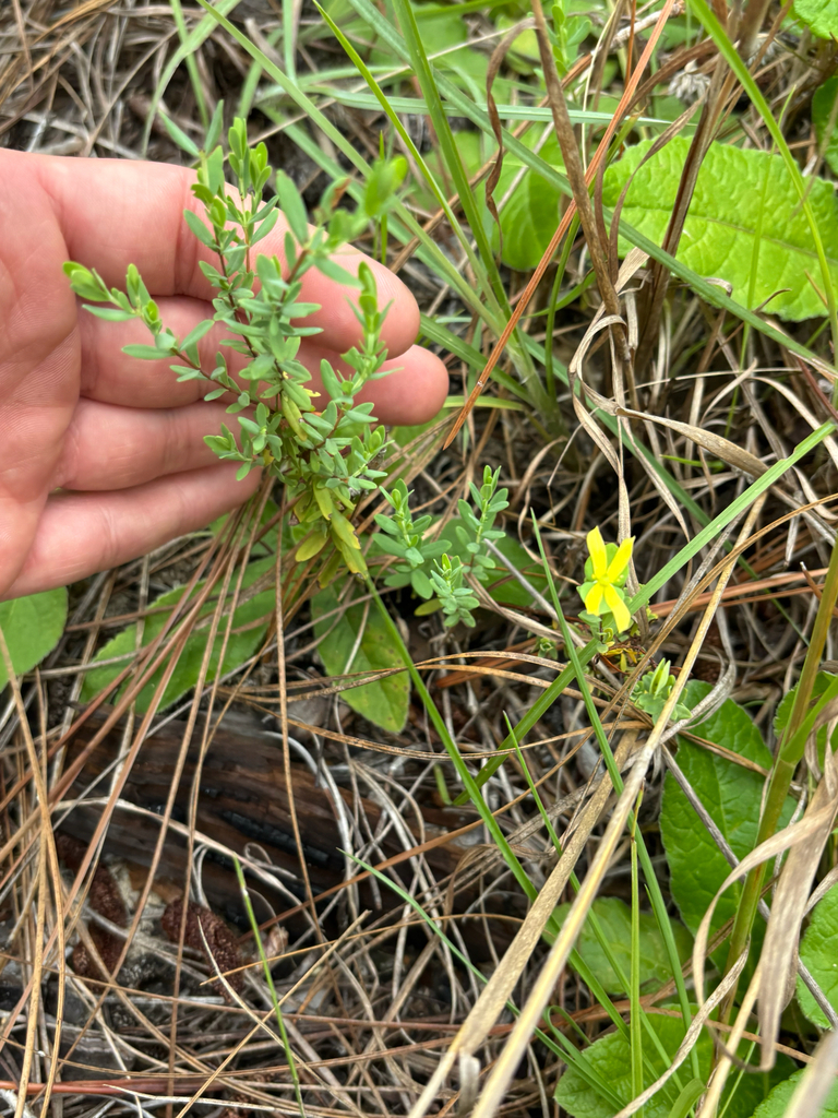 Hypericum hypericoides