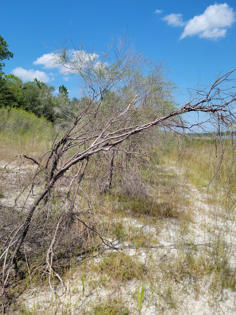 Hypericum lissophloeus