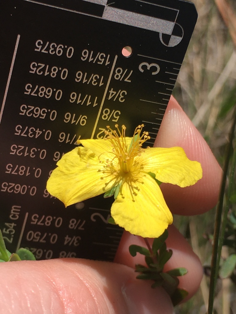 Hypericum microsepalum