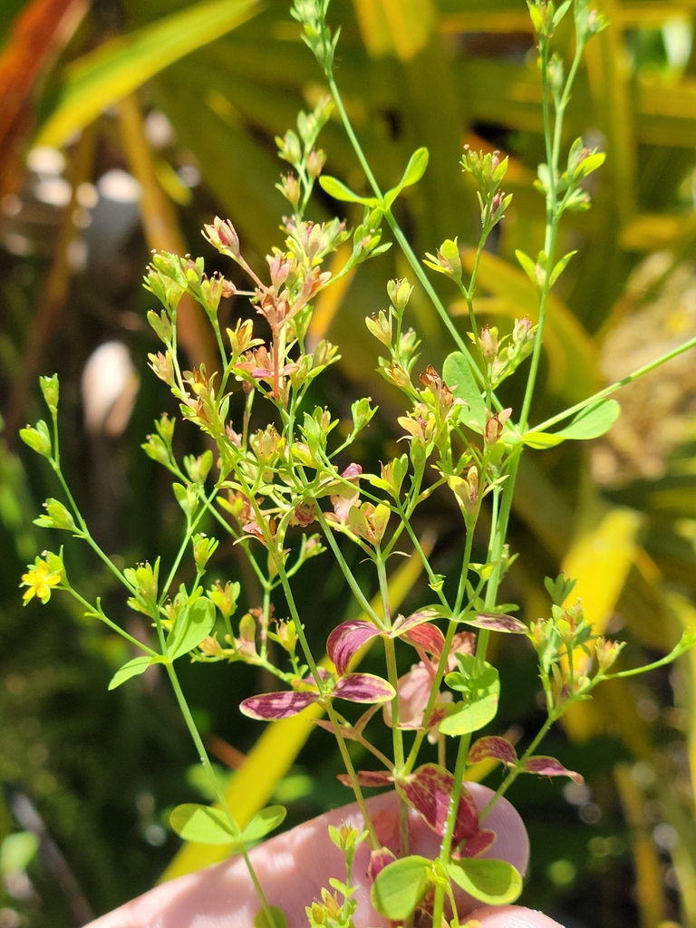 Hypericum mutilum