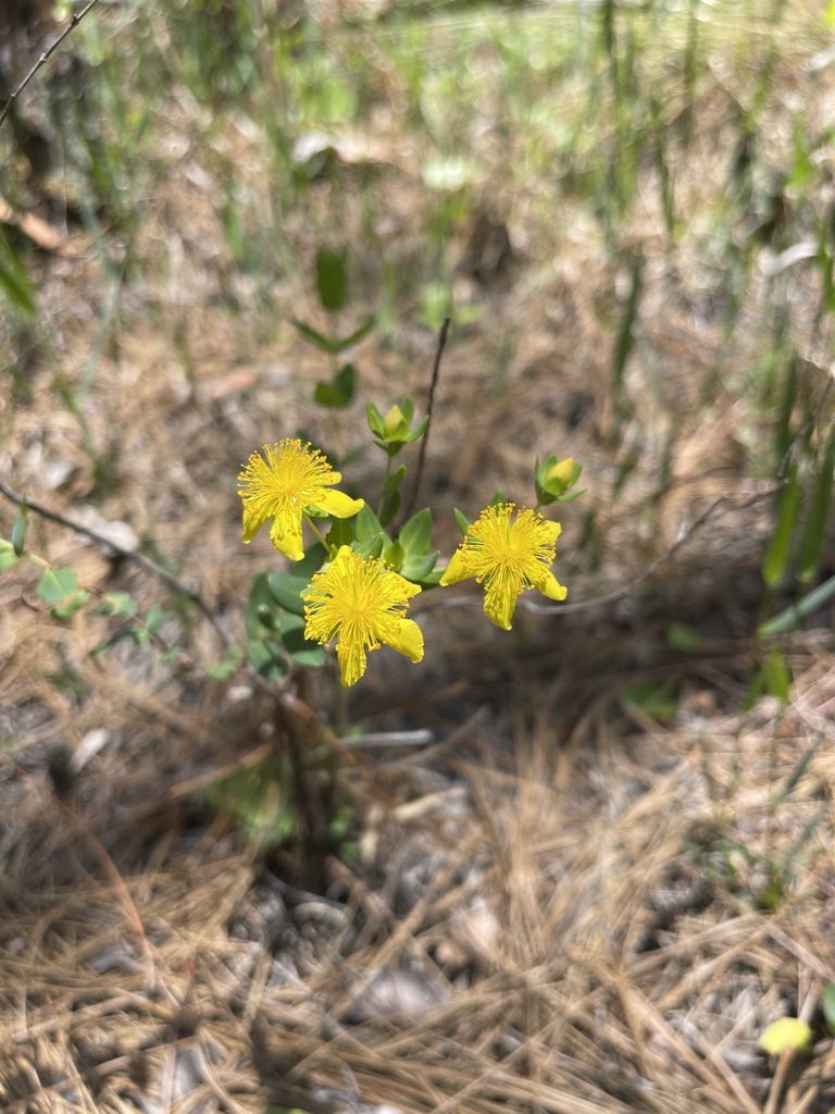 Hypericum myrtifolium