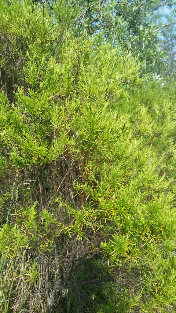 Hypericum nitidum