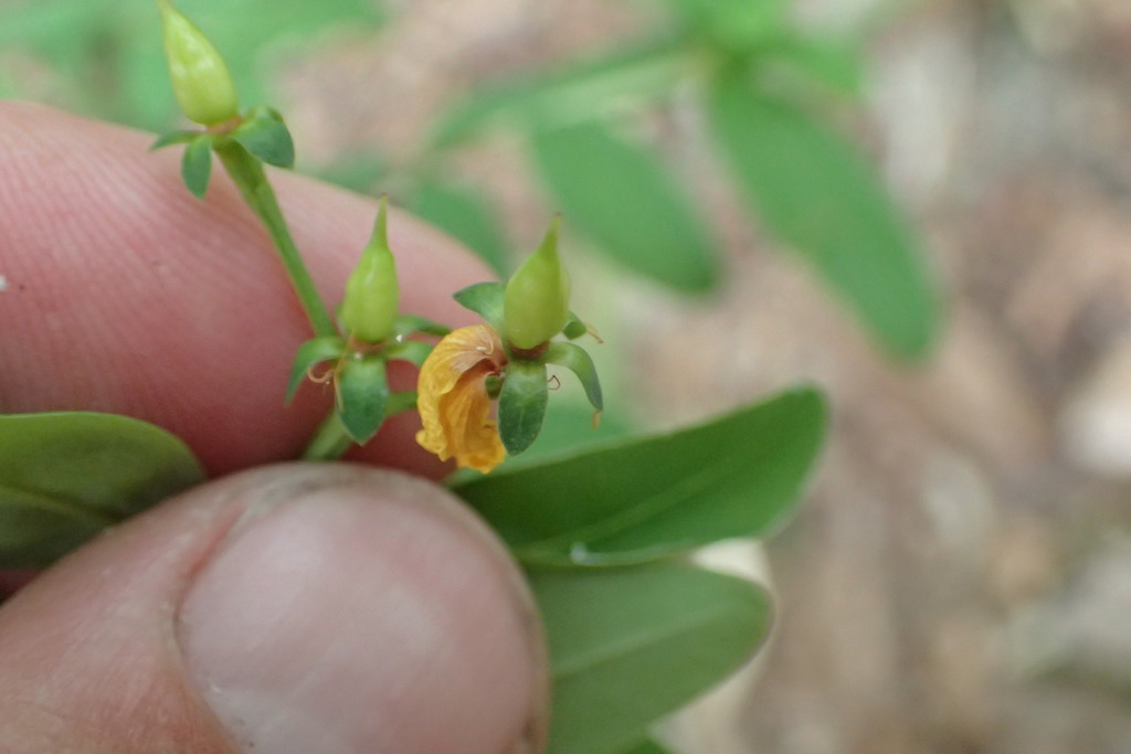 Hypericum nudiflorum
