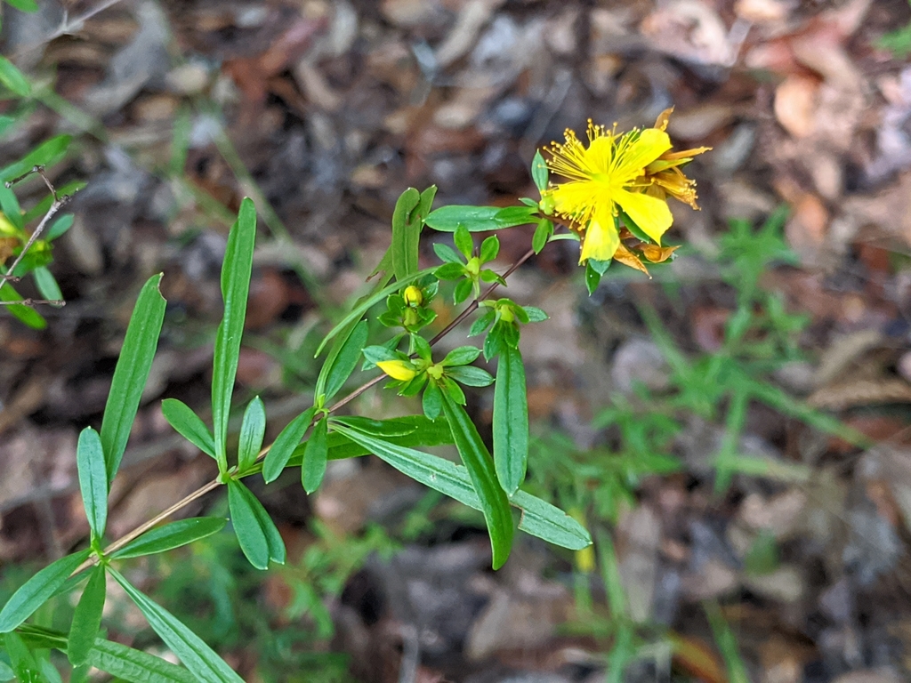 Hypericum prolificum