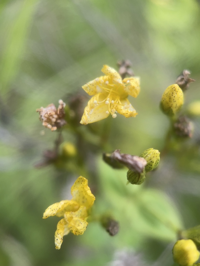 Hypericum pseudomaculatum