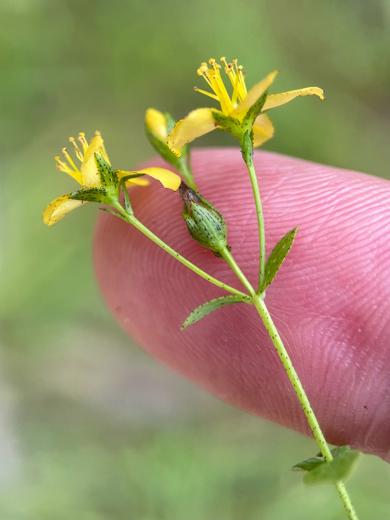 Hypericum punctatum