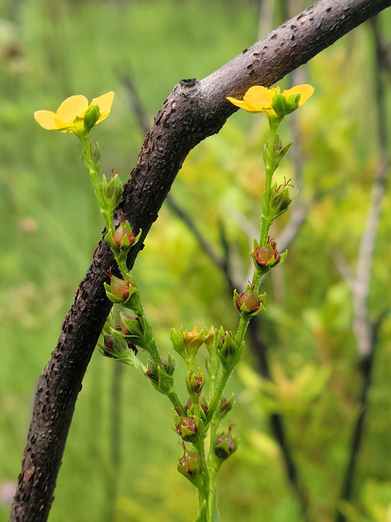 Hypericum setosum