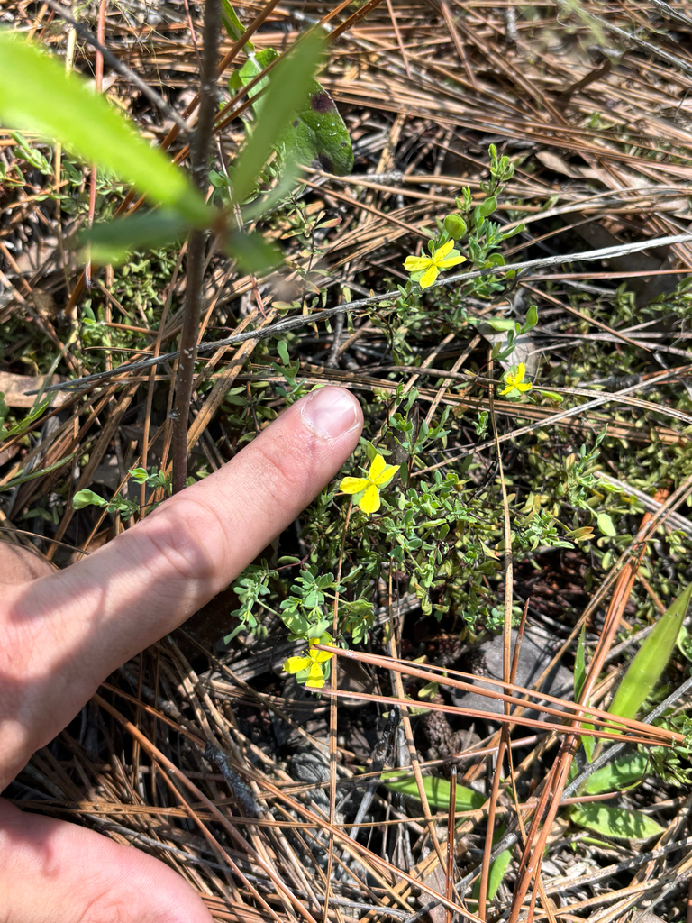 Hypericum suffruticosum