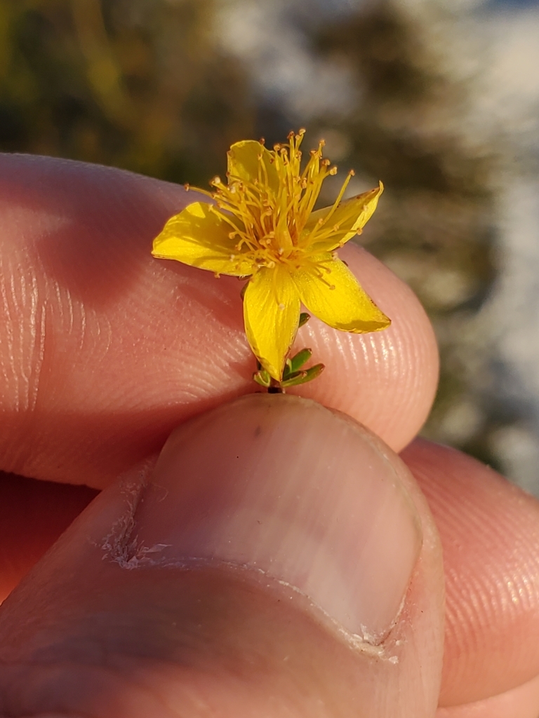 Hypericum tenuifolium