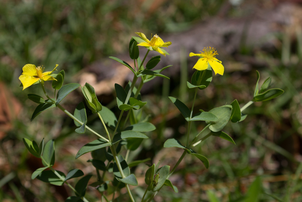 Hypericum tetrapetalum