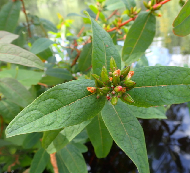Hypericum tubulosum