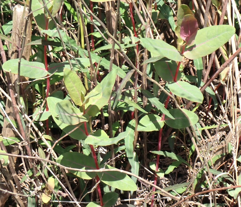 Hypericum virginicum