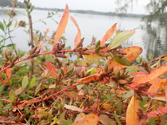 Hypericum walteri