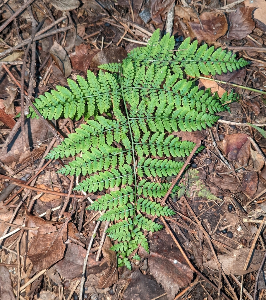 Hypolepis barringtonii