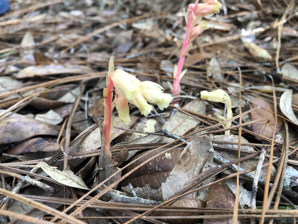 Hypopitys lanuginosa