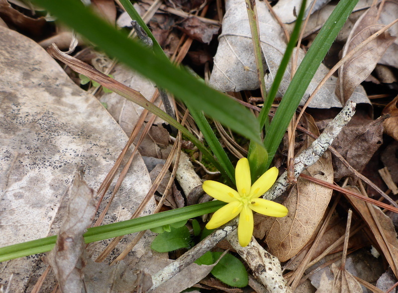 Hypoxis curtissii