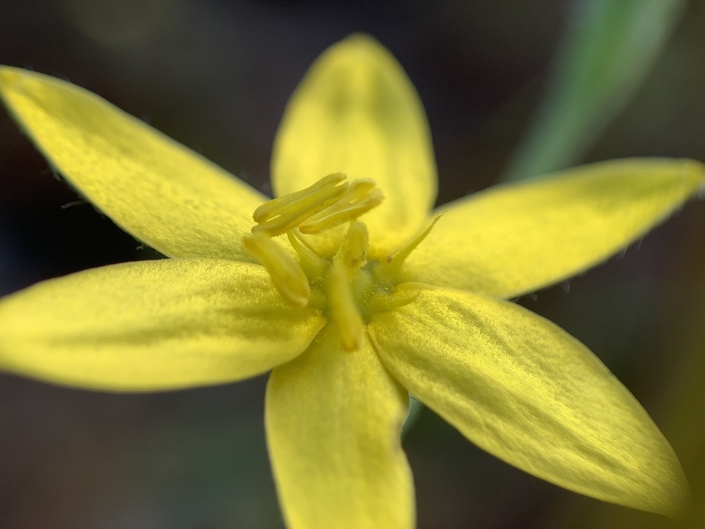 Hypoxis juncea