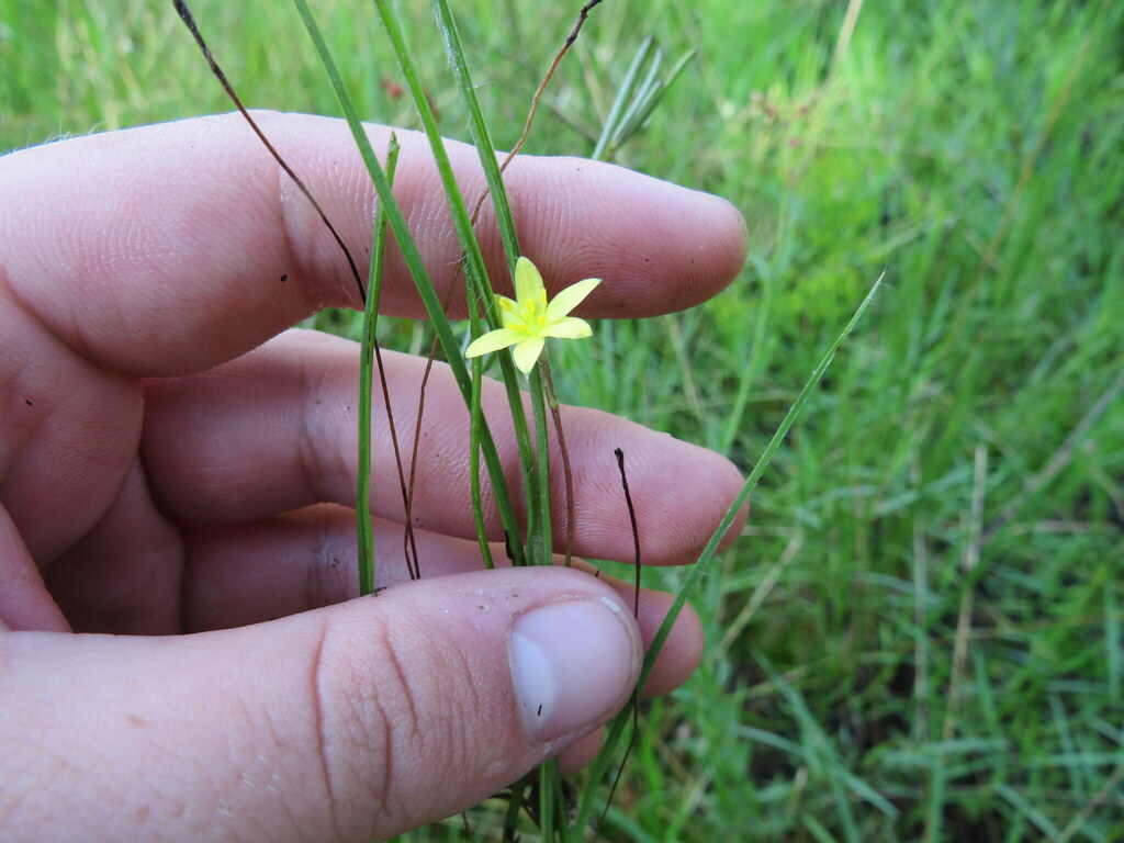 Hypoxis rigida